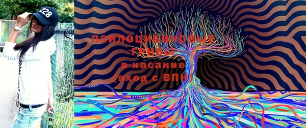 гашик Касимов